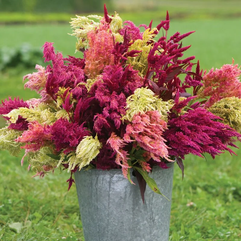 2026 Seedlings - Cut Flower Garden Collection — Long Lane Farm Flowers